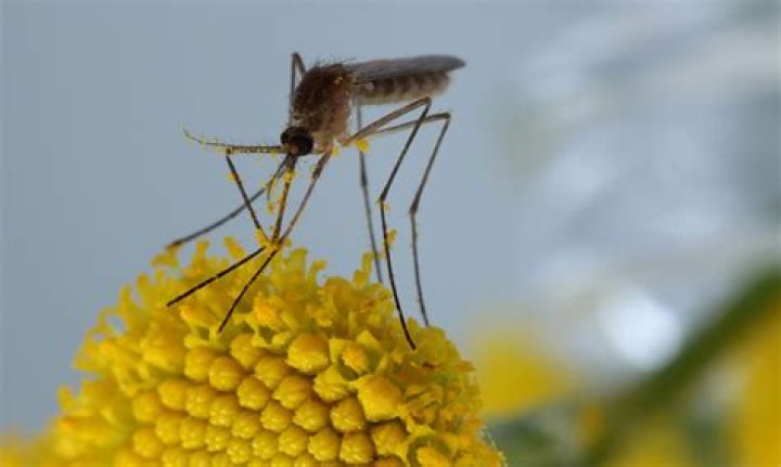 What plants do mosquitoes eat?