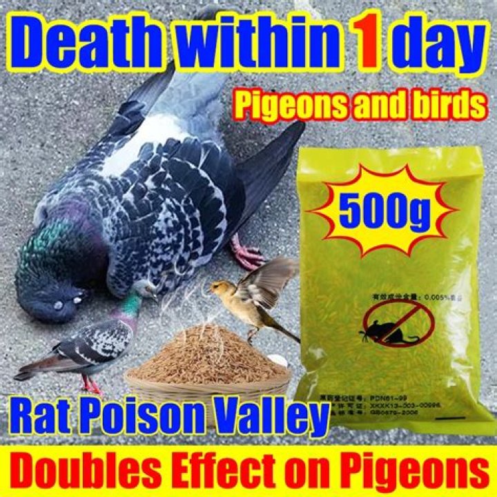 What poison will kill pigeons?
