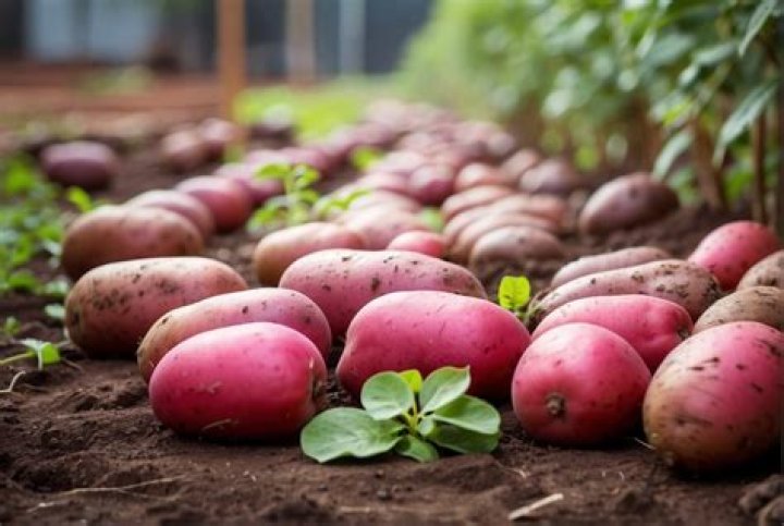 What potatoes are indeterminate?