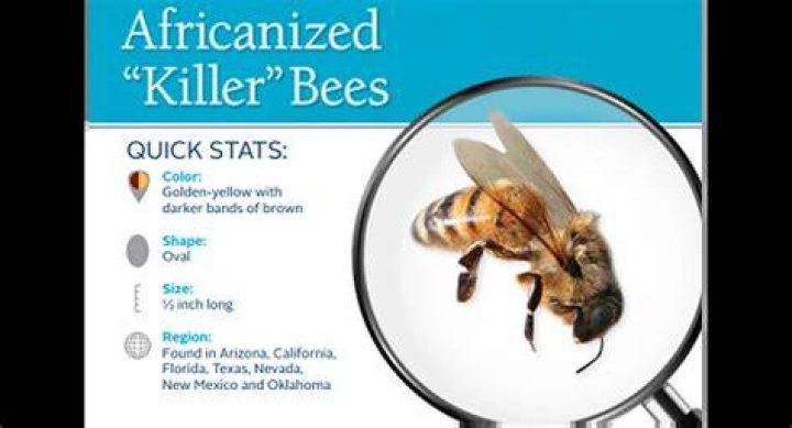What powder is used to kill bees?