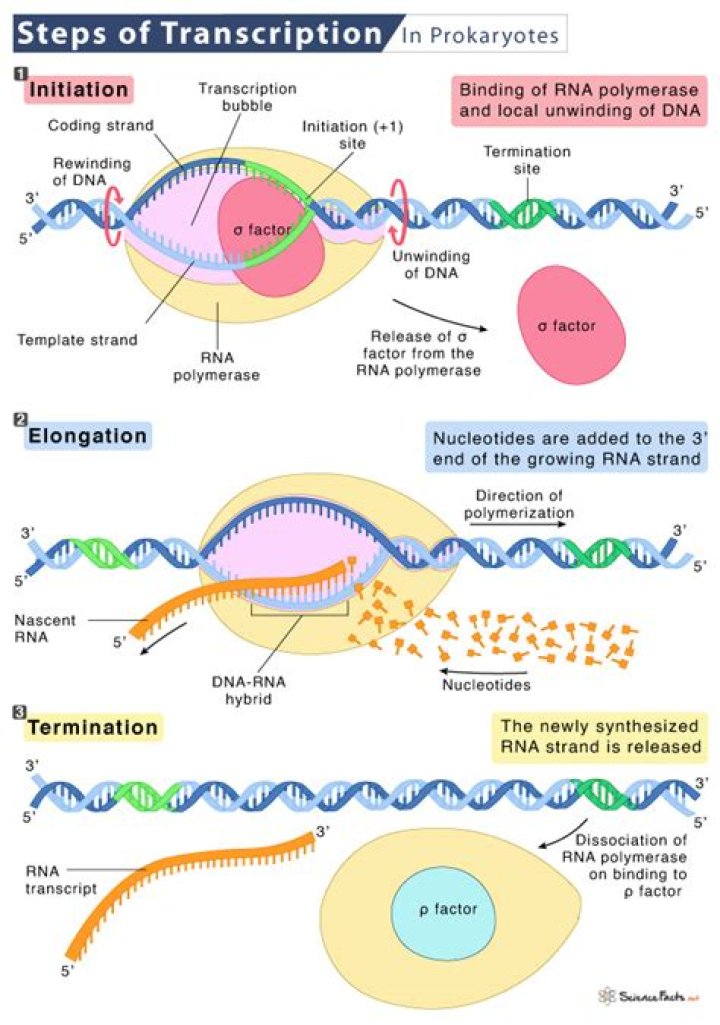 What process occurs during transcription?