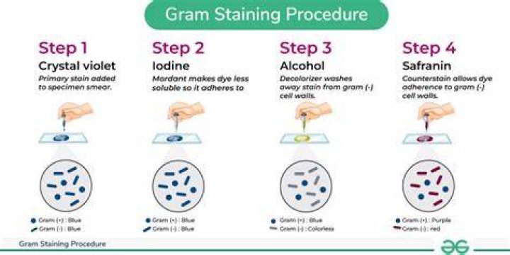 What reagent is used for Gram staining?