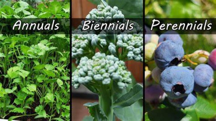 What’s the difference between a perennial and a shrub?