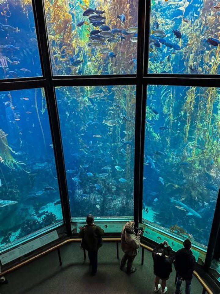 What sharks are at the Monterey Bay Aquarium?
