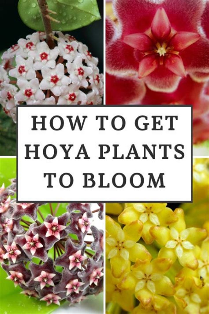 What should I feed my hoya plant?