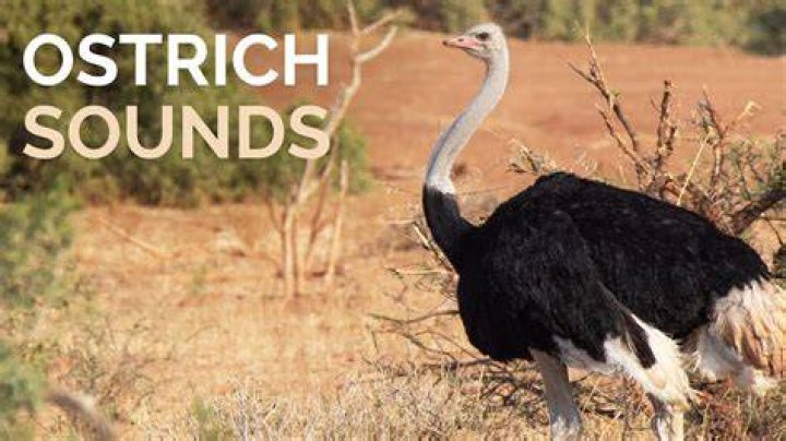 What sound does a ostrich make?