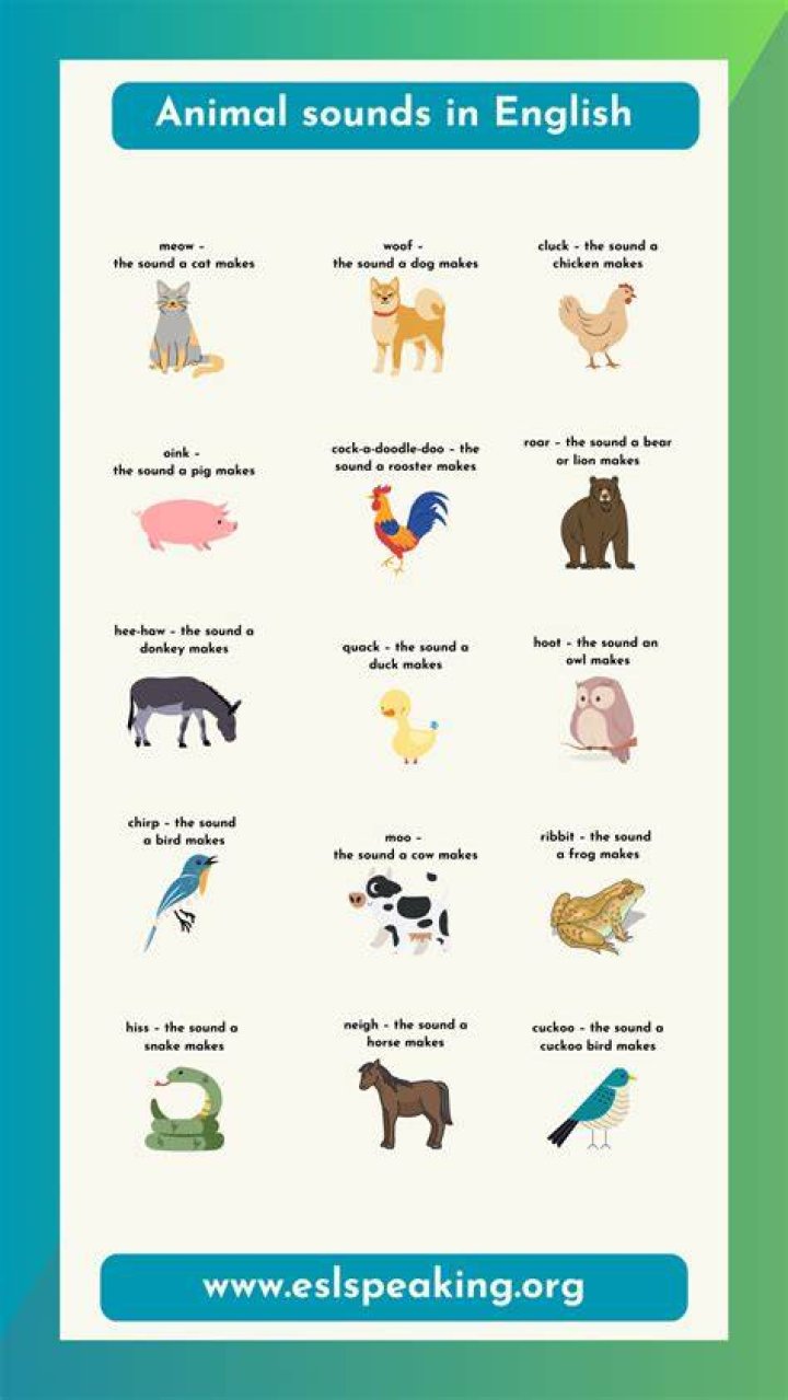 What sounds do ducks make?