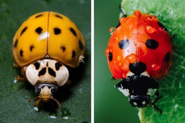 What STD do ladybugs have?