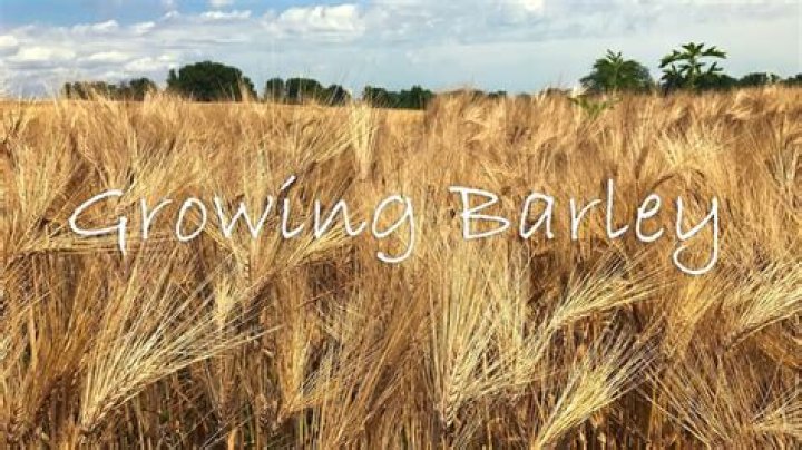 What temperature does barley grow in?