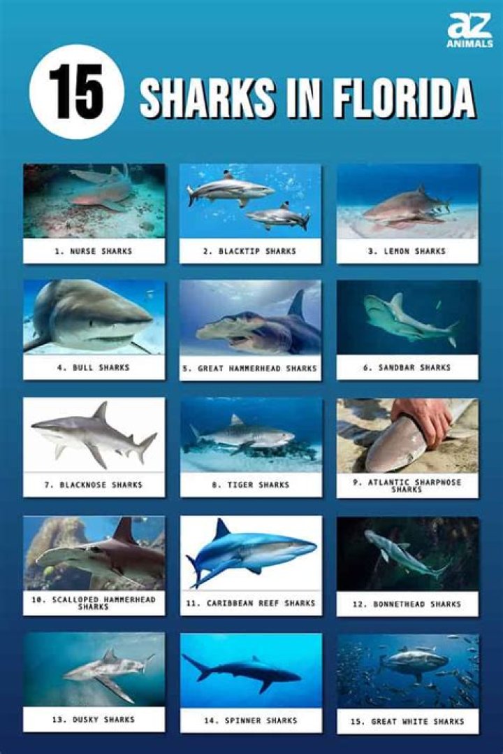 What time of year are sharks most active in Florida?