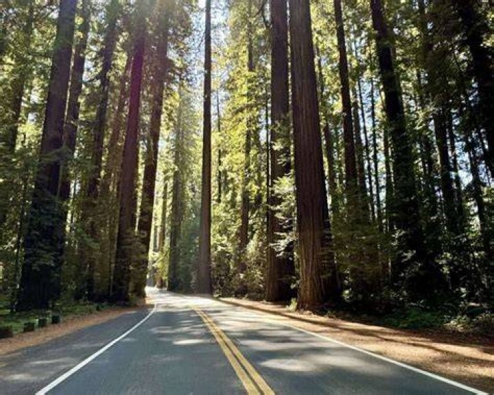 What town is Avenue of the Giants in?