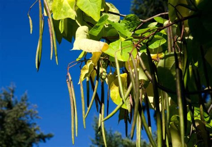 What tree has seed pods that look like green beans?