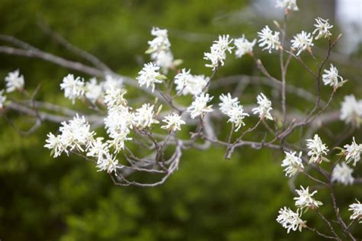 What trees are blooming now in Virginia?