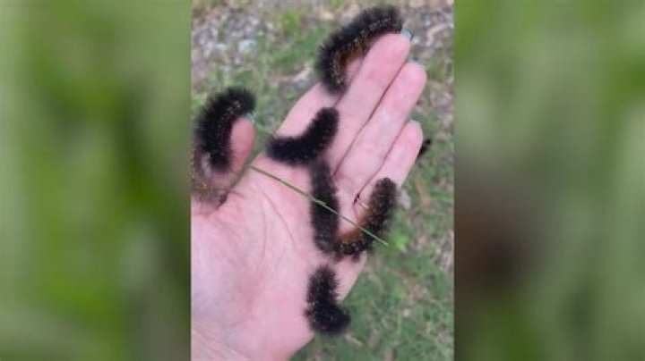 What trees have fuzzy buds?