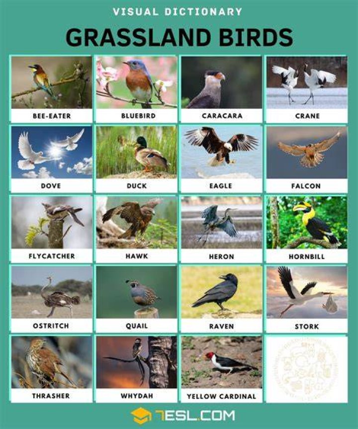 What type of birds live in grasslands?
