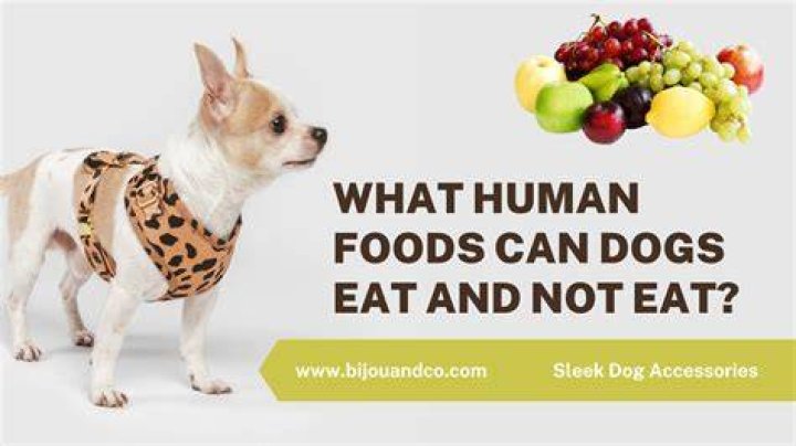 What type of food do gauchos eat?