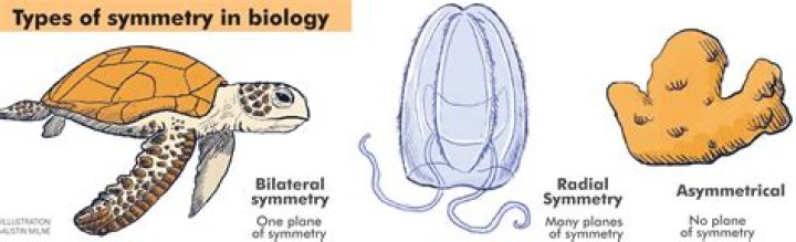 What type of symmetry does the clam worm have?