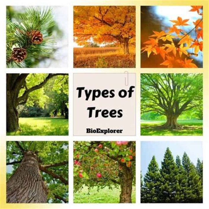 What types of trees are in Illinois?