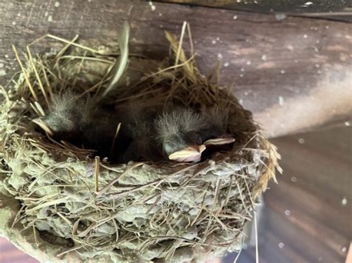 What will keep barn swallows away?