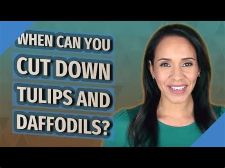 When can I cut back my tulips and daffodils?