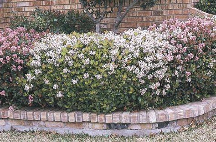 When can I transplant Indian hawthorn?