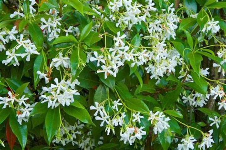 When can you plant star jasmine?