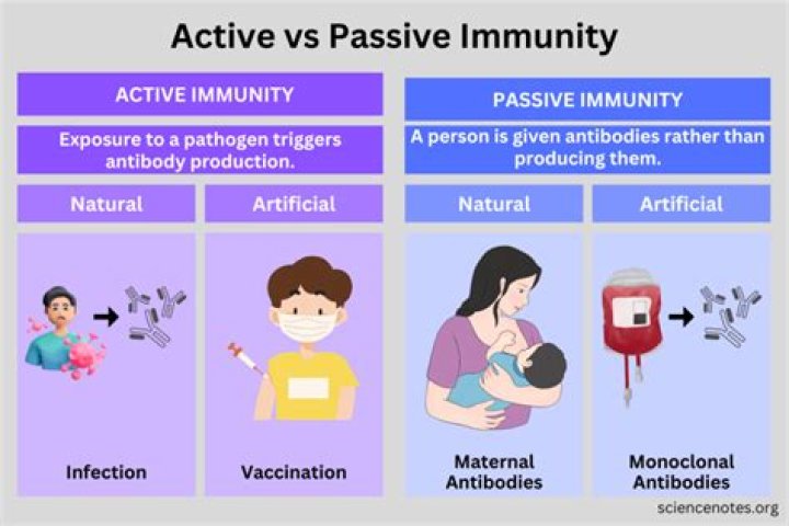 When might passive immunity occur naturally?