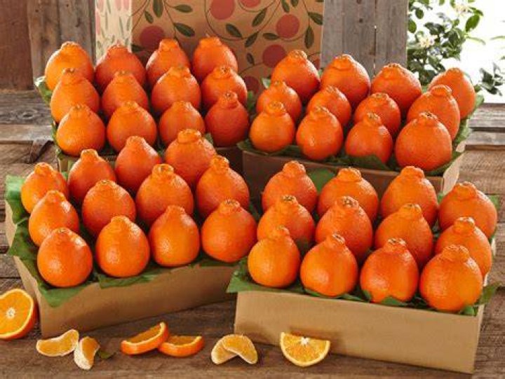 When should I pick my Honeybell oranges?