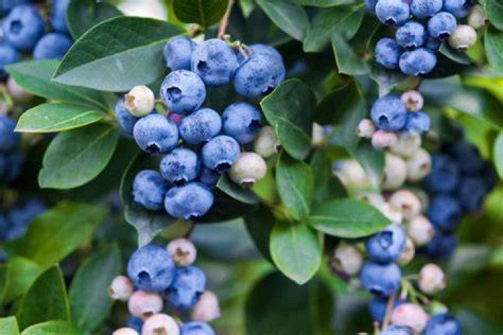 Where are blueberries grown UK?