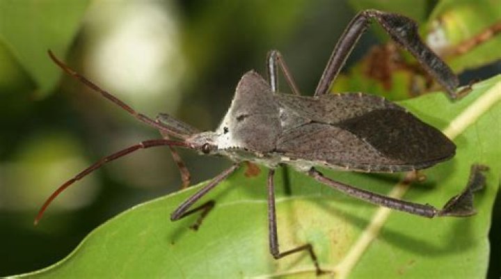 Where are leaf footed bugs found?