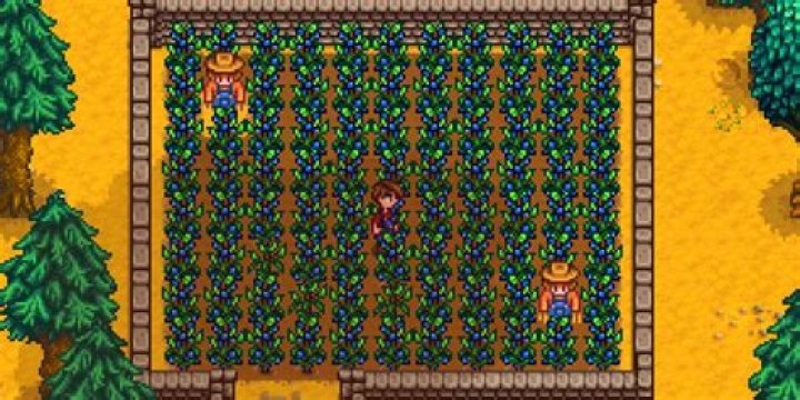 Where can I find blueberry seeds in Stardew Valley?