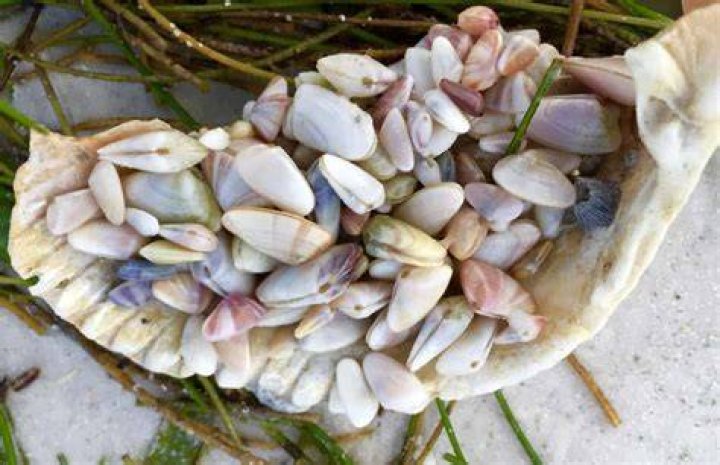 Where can you find Coquina?