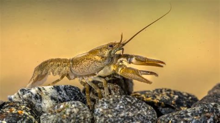 Where do crayfish like to hide?
