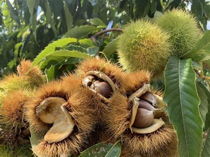 Where do edible chestnuts grow?