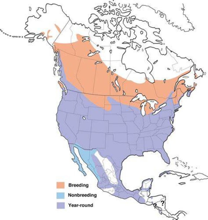 Where do red winged blackbirds live?