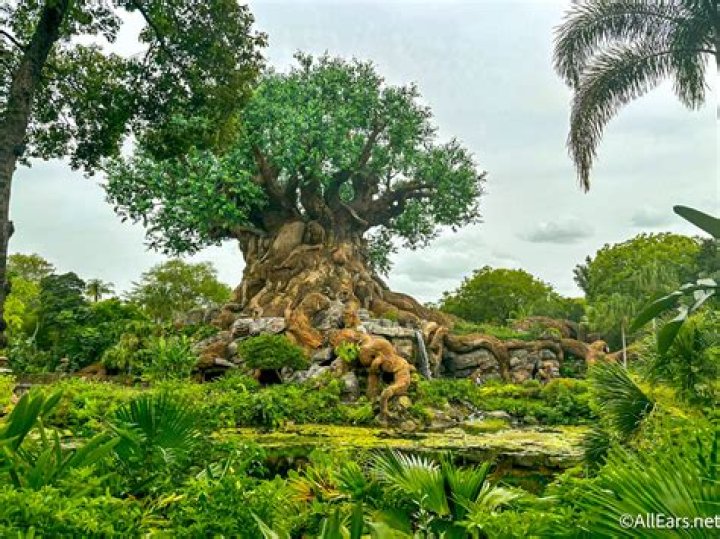 Where do they shoot animal kingdom?
