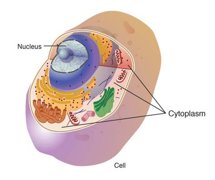 Where is cytoplasm found?