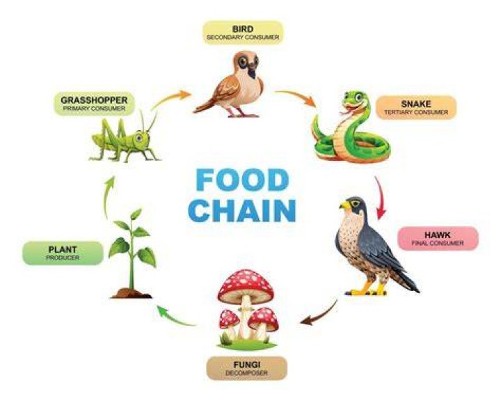 Where is the hawk on the food chain?