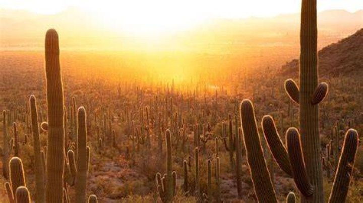 Where is the Saguaro Desert?