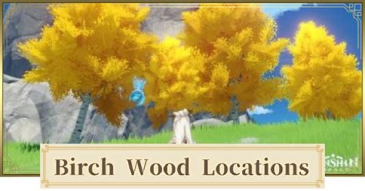 Where to find birch wood genshin impact?