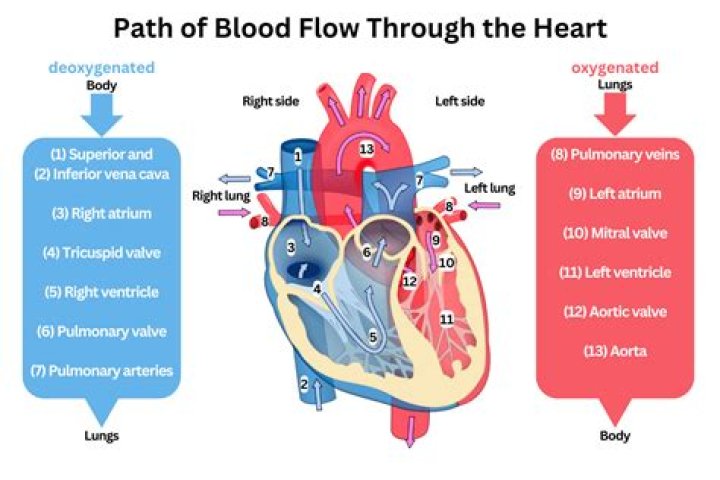 Which blood vessels carry deoxygenated blood away from the heart?