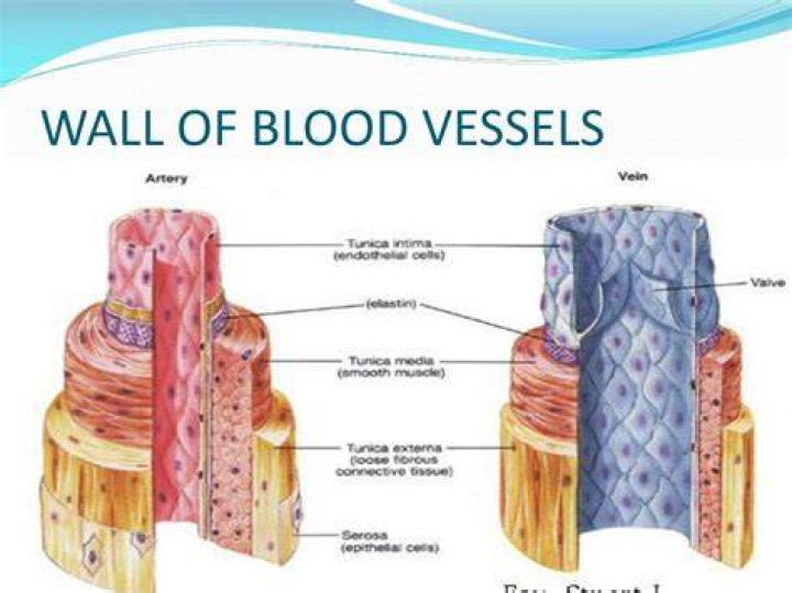 Which blood vessels have the thinnest walls?