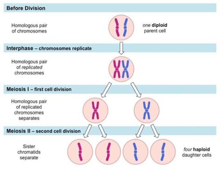 Which event makes meiosis a Reductional division?