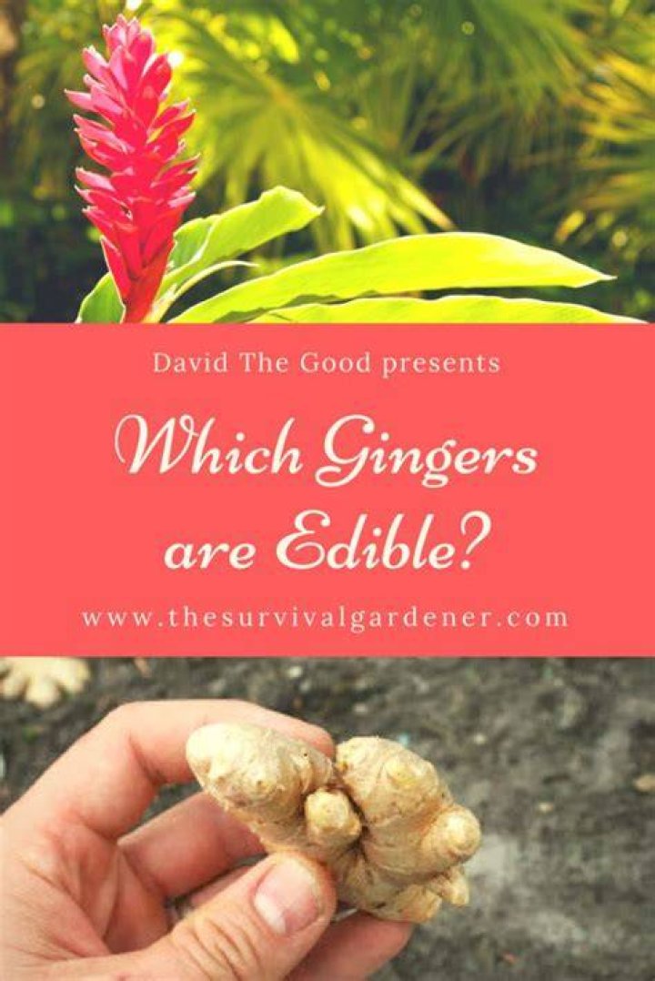Which ginger plants are edible?