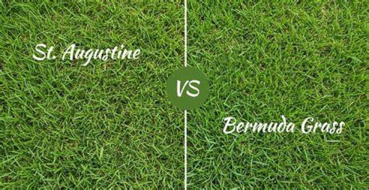 Which grass is better Bermuda or St Augustine?