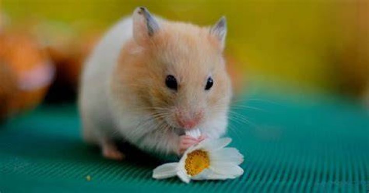 Which hamster is the best?