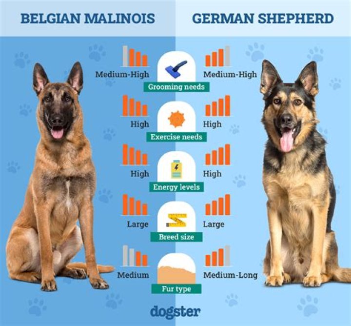 Which is better Coopmaster or shepherd?