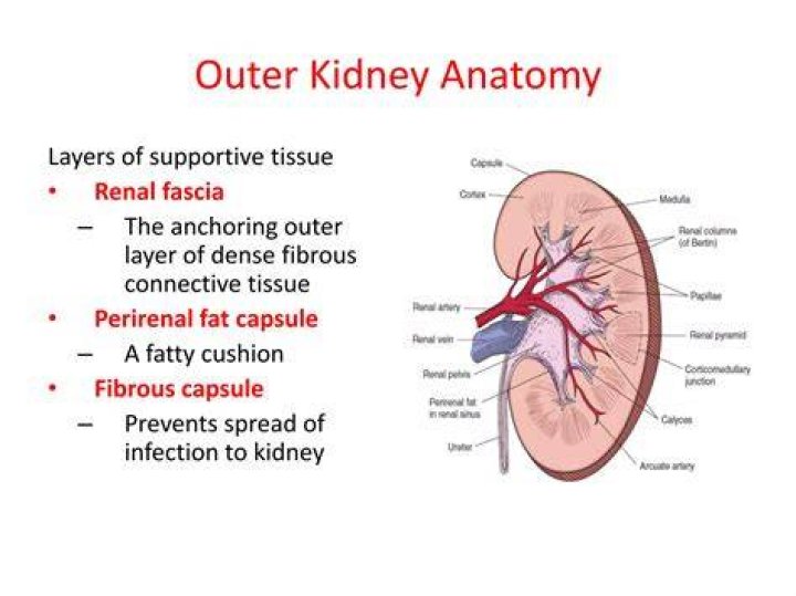 Which layer of support tissue holds the kidneys quizlet?
