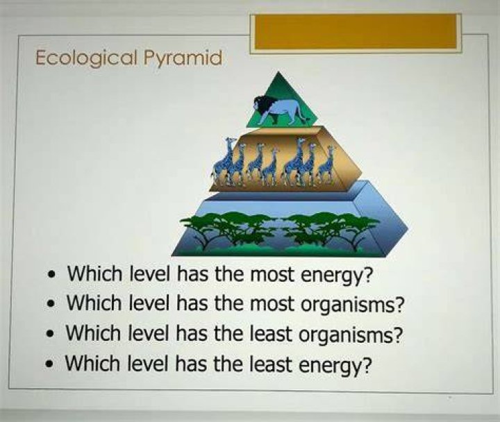 Which level has the most energy?