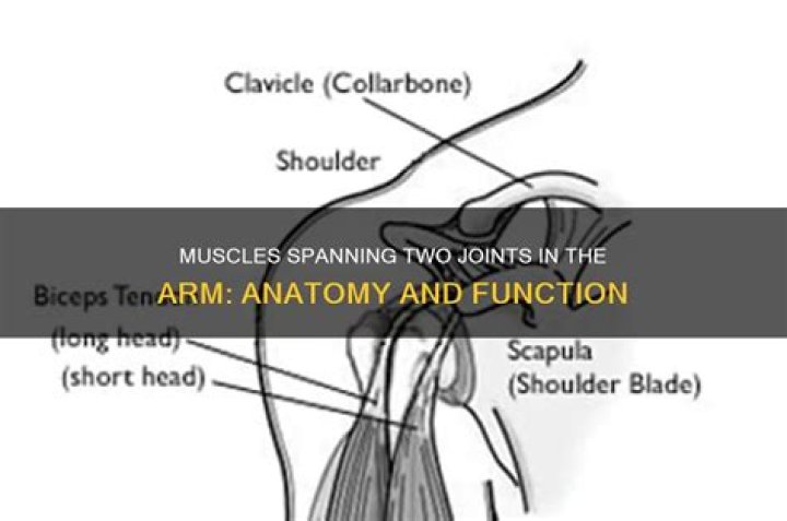 Which muscles cross two joints?